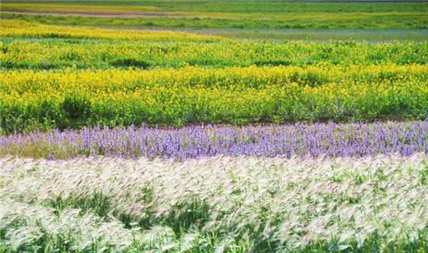藏西的风景,藏西有哪些景点