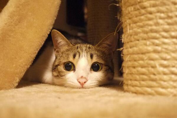 中华田园猫真的不如宠物猫吗,中华田园猫也可以当橘猫