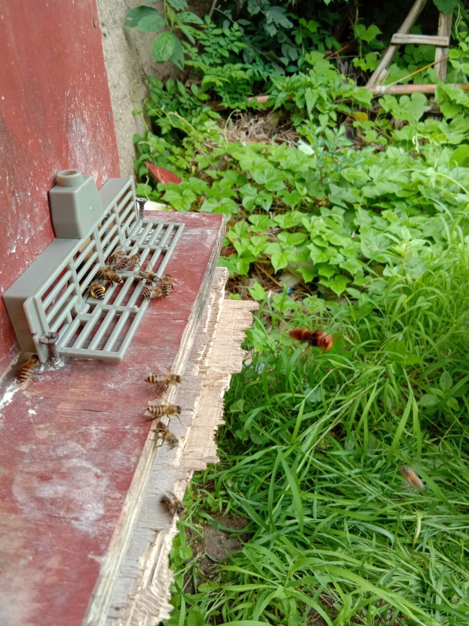 箱外观察中蜂正常现象,箱外观察技术视频