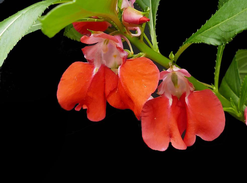 12生肖属鸡运势,属鸡人养什么植物最旺