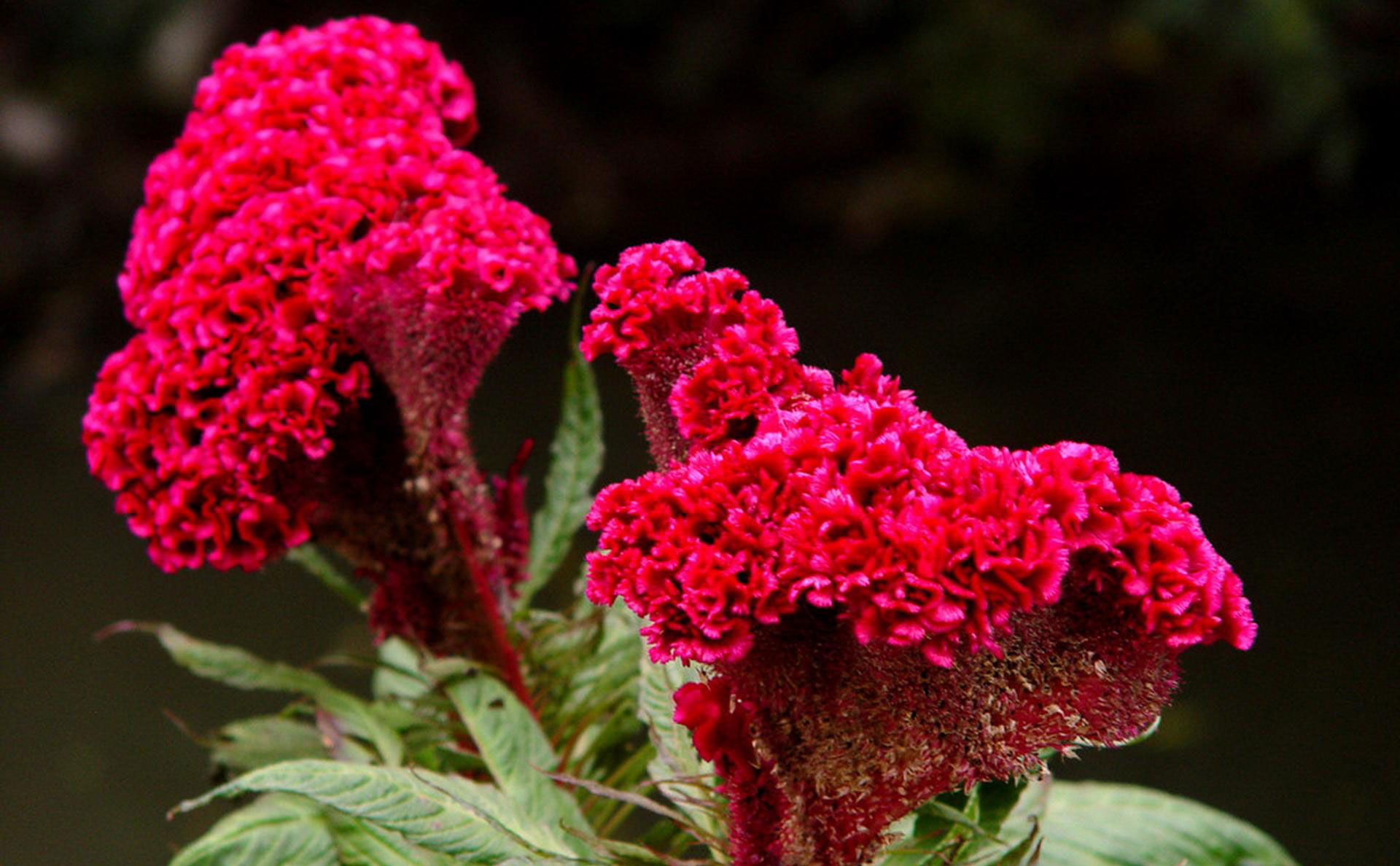 12生肖属鸡运势,属鸡人养什么植物最旺