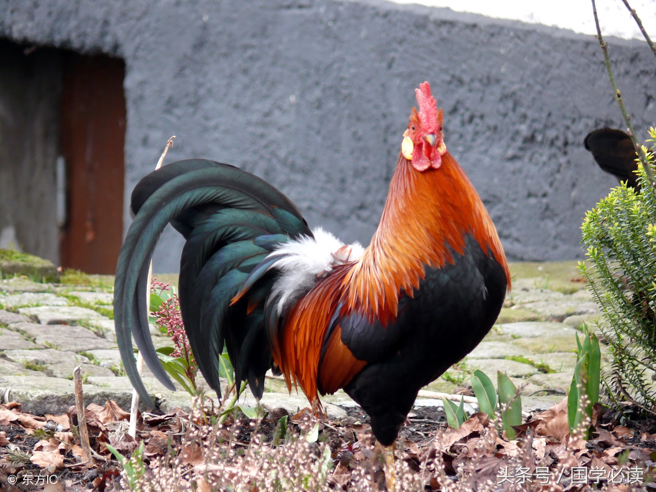 妙趣横生的十二生肖歇后语,十二生肖歇后语大全二年级