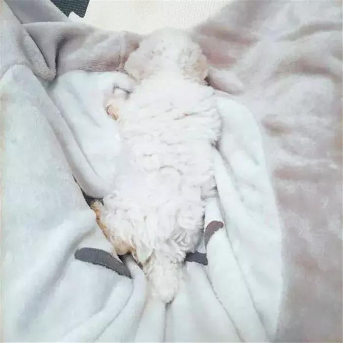 比熊经常拉肚子，铲屎官观察5点症状，发现感染寄生虫！