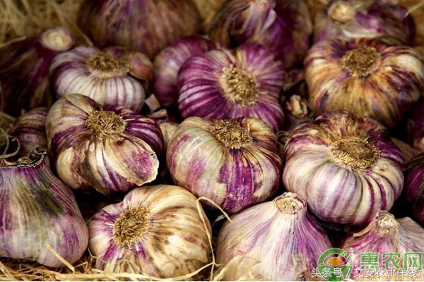 金乡国际大蒜贸易网上价格行情,2020年大蒜行情大蒜施肥方法