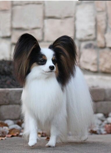 狗的种类大全,狗的种类大概介绍