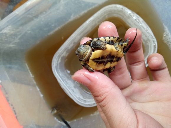 龟不用加热棒怎么给龟加温,龟治病加热棒推荐