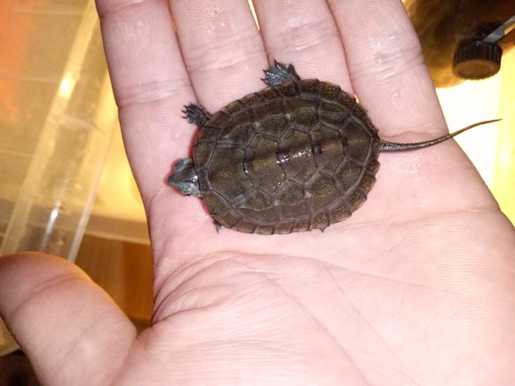 龟不用加热棒怎么给龟加温,龟治病加热棒推荐