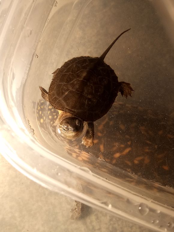 龟不用加热棒怎么给龟加温,龟治病加热棒推荐