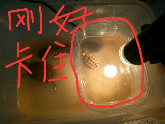 龟不用加热棒怎么给龟加温,龟治病加热棒推荐