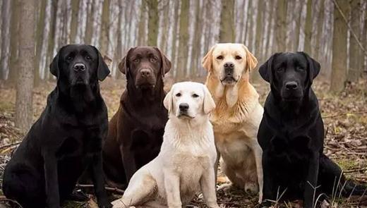 狗的种类大全,狗的种类大概介绍