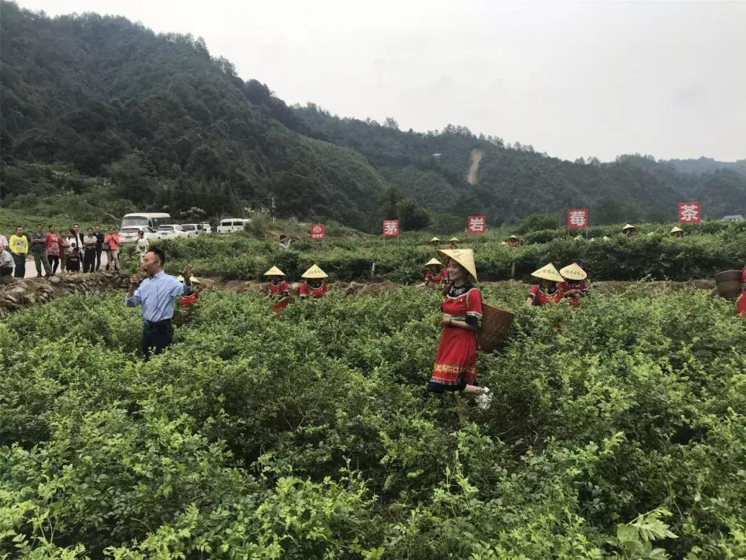 张家界莓茶将亮相茶博会,张家界莓茶文化节新闻发布会