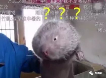 这家游戏公司可以实现你所有的梦想，而我们帮你找到了它