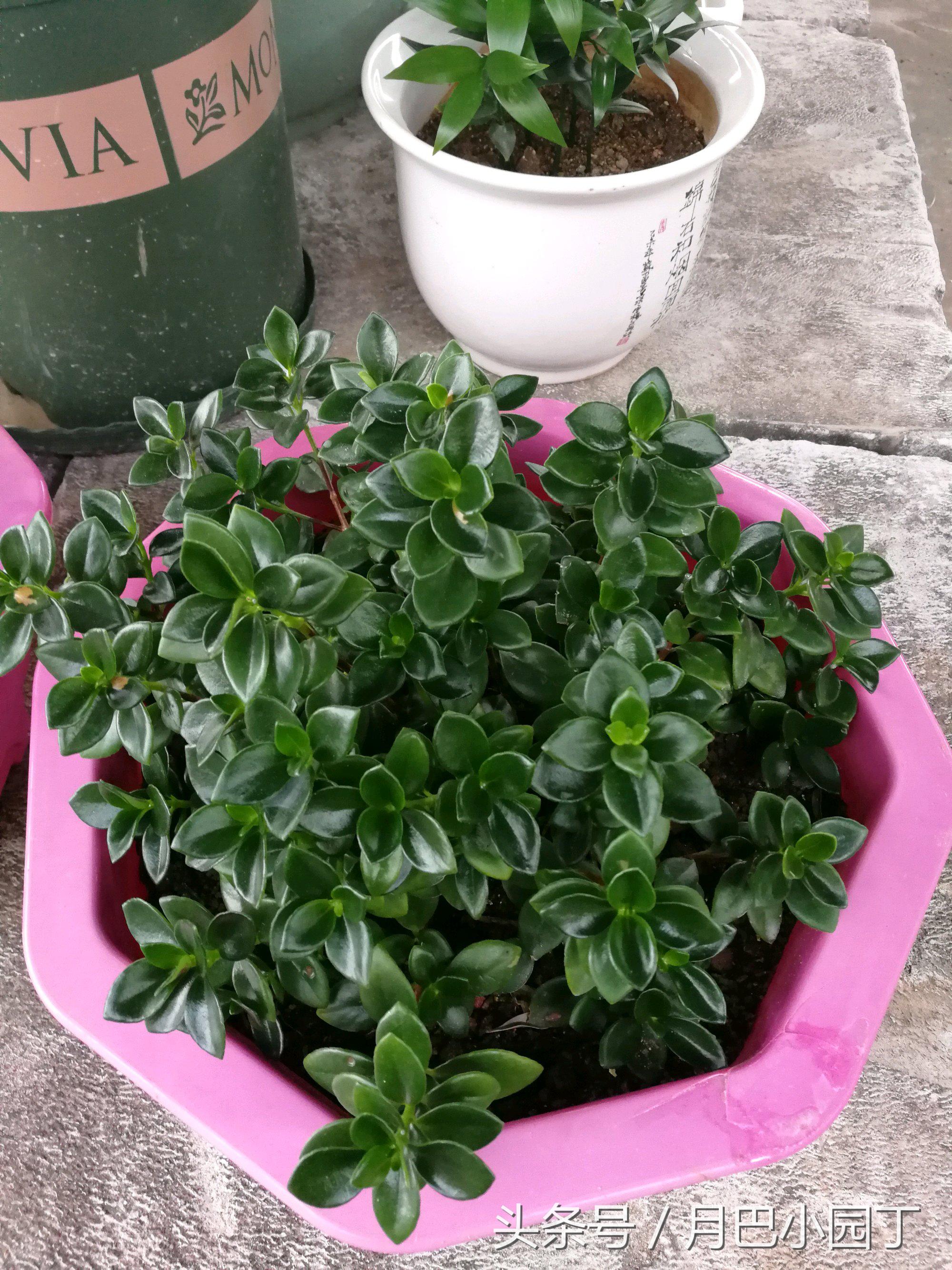 金鱼吊兰正确养法爆盆最快,金鱼吊兰几月开花结实好养