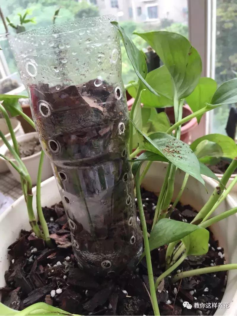 塑料瓶加点树皮，垒起来养成了绿萝树，发疯猛长叶宽20厘米！