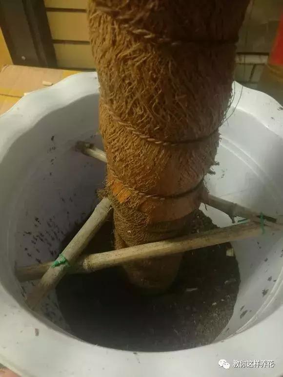 塑料瓶加点树皮，垒起来养成了绿萝树，发疯猛长叶宽20厘米！