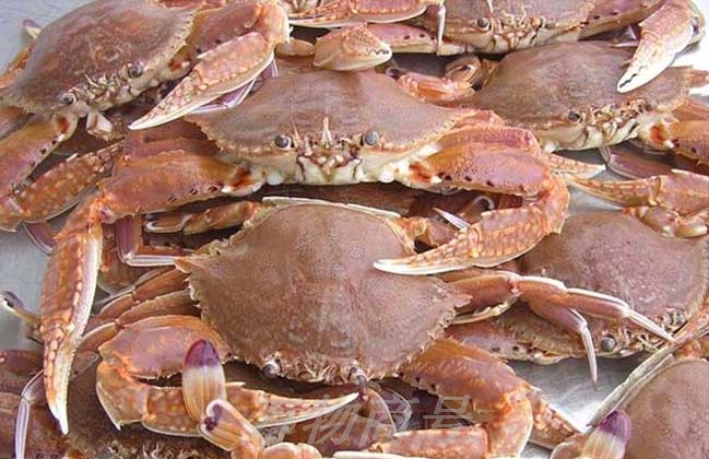 蝶岛海鲜东山岛特产,蝶岛海鲜