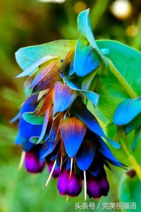 会动的视觉图片14张,会动的图片21张太美了