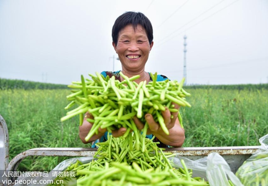 黄花菜有害物质是什么,黄花菜有何养生价值