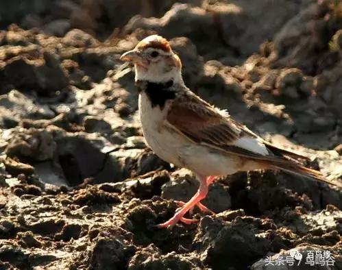 老野历史,老野是怎么火的