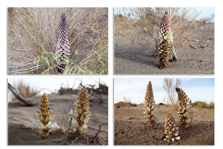 内蒙古阿拉善肉苁蓉,内蒙阿拉善肉苁蓉市场