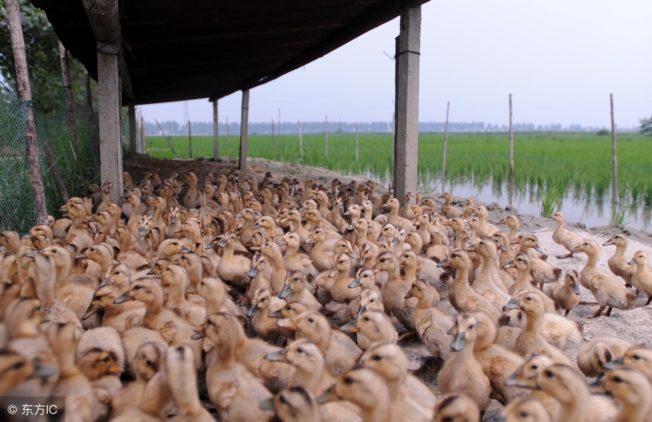 鸭瘟病最佳治疗方法,鸭瘟怎么治疗最佳方法