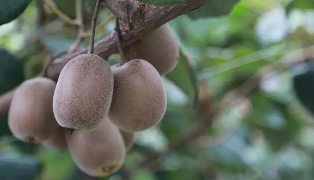 四川被忽略的景点,成都邛崃藏在深山中的世外桃源