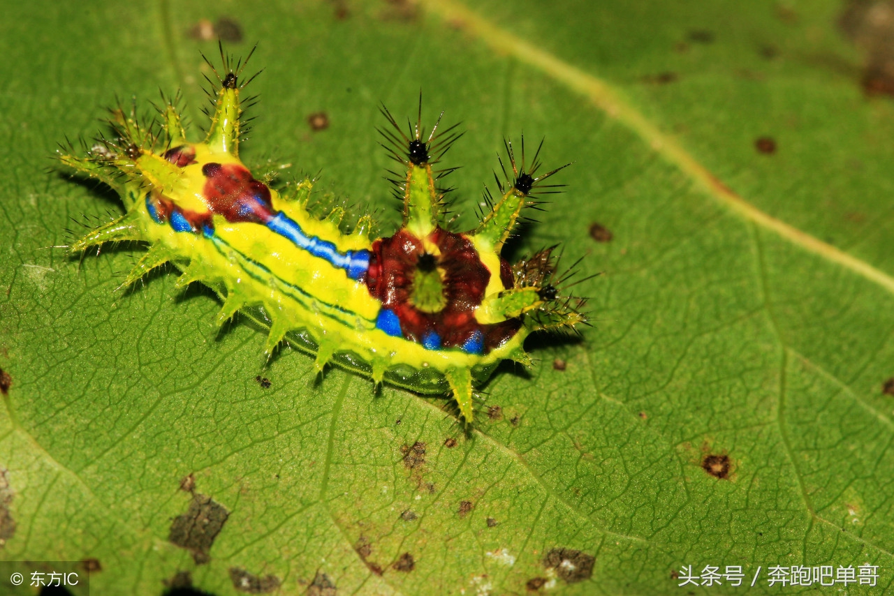 农民受到洋辣子蛰了怎么办,玉米地里被老虎蛰了怎么处理