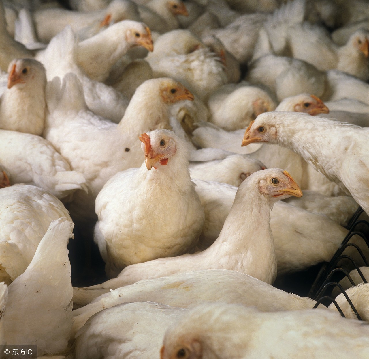 老撕鸡新手教学,老撕鸡的吃鸡技巧