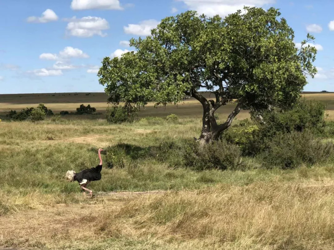 肯尼亚│我没有错过非洲，错过动物大迁徙