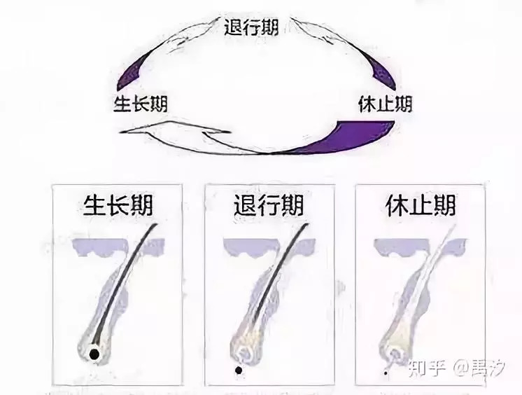 脱发千万别轻信偏方医生告诉你,你还在脱发吗