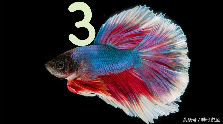 观赏鱼新手入门养鱼常识,家养观赏鱼怎么养活得更久