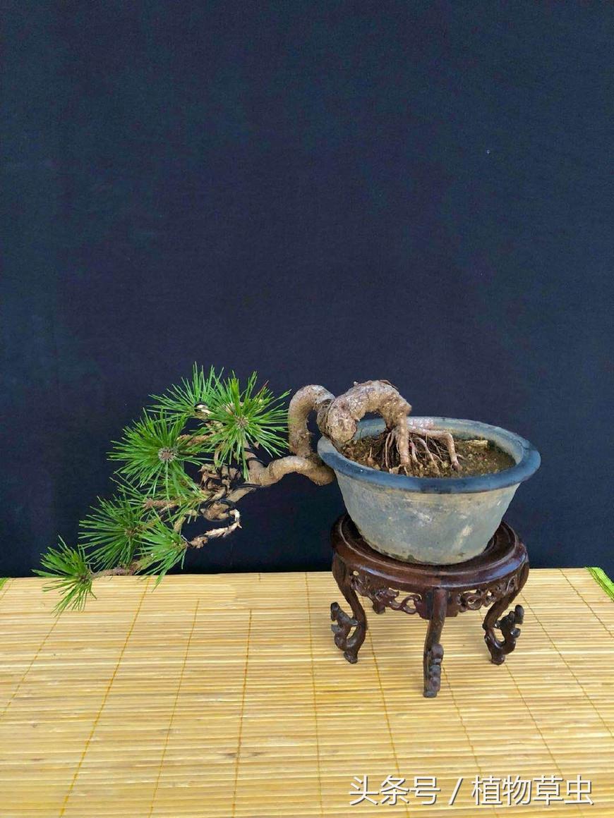 黑松盆景临水方法 (黑松临水盆景怎么养)