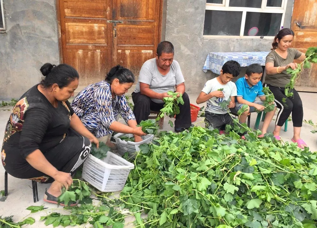 葡萄采收后叶面喷什么,葡萄后期保叶有什么好处