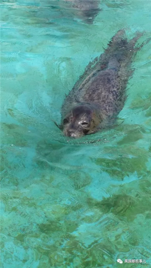 没有干劲的废柴海豹，只要心中有床，在哪里都可以豹睡个爽啊……