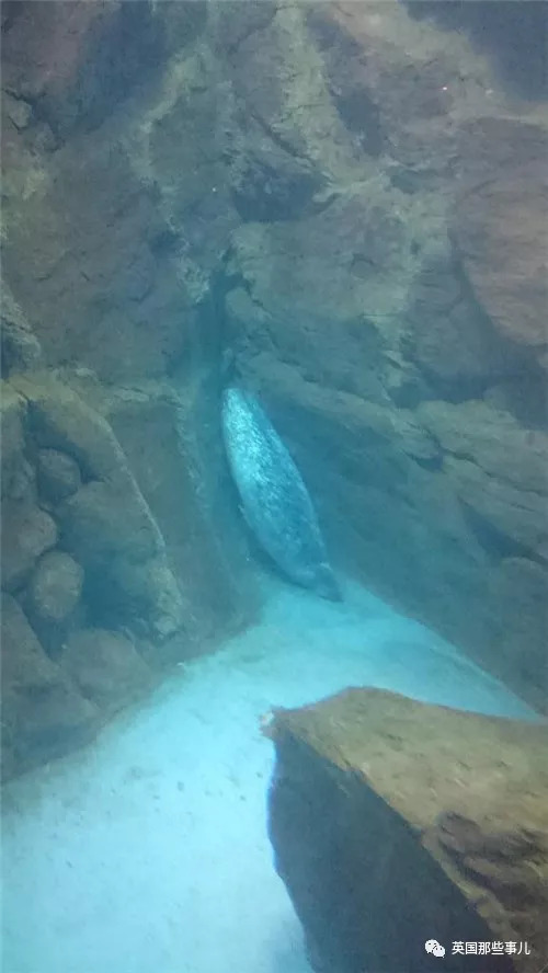 没有干劲的废柴海豹，只要心中有床，在哪里都可以豹睡个爽啊……