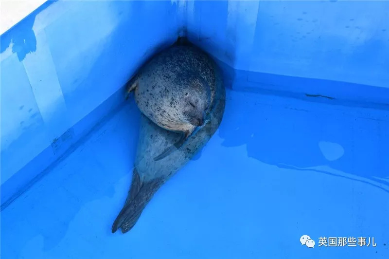 没有干劲的废柴海豹，只要心中有床，在哪里都可以豹睡个爽啊……