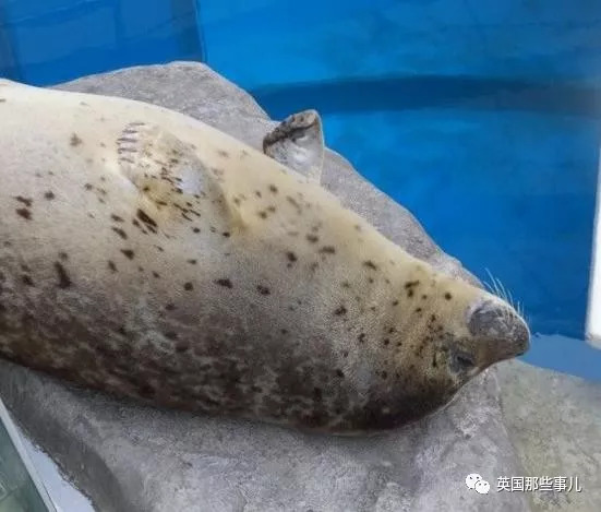 没有干劲的废柴海豹，只要心中有床，在哪里都可以豹睡个爽啊……