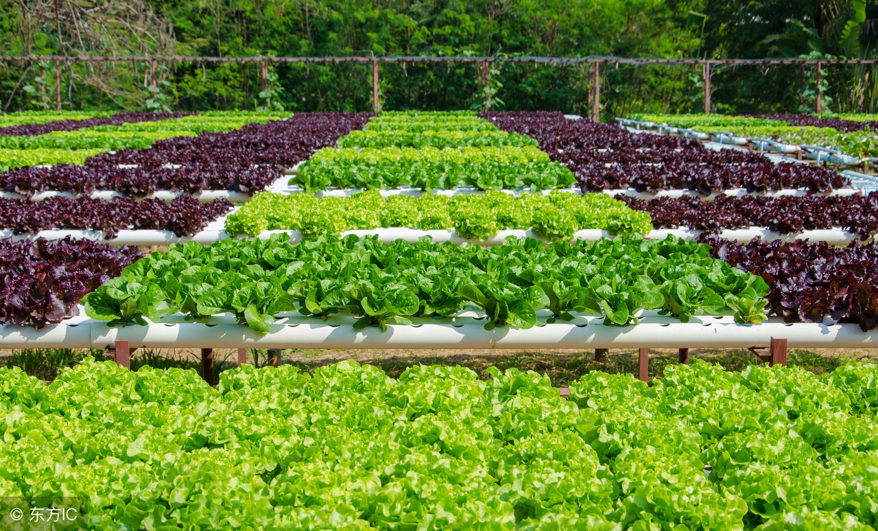 白山蔬菜大棚建设,江源蔬菜种植大棚