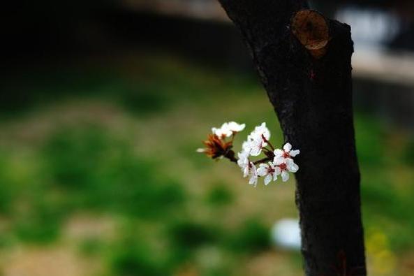 50条高质量qq个性签名短句,女人优雅内涵的个性签名简短
