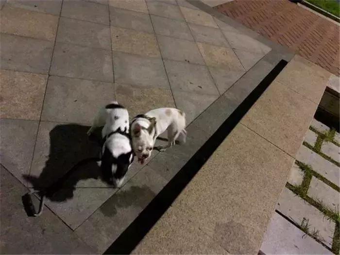 法牛幼犬体味怎么处理,法牛洗澡