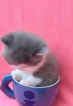 茶杯猫最喜欢吃什么,茶杯猫有什么习性