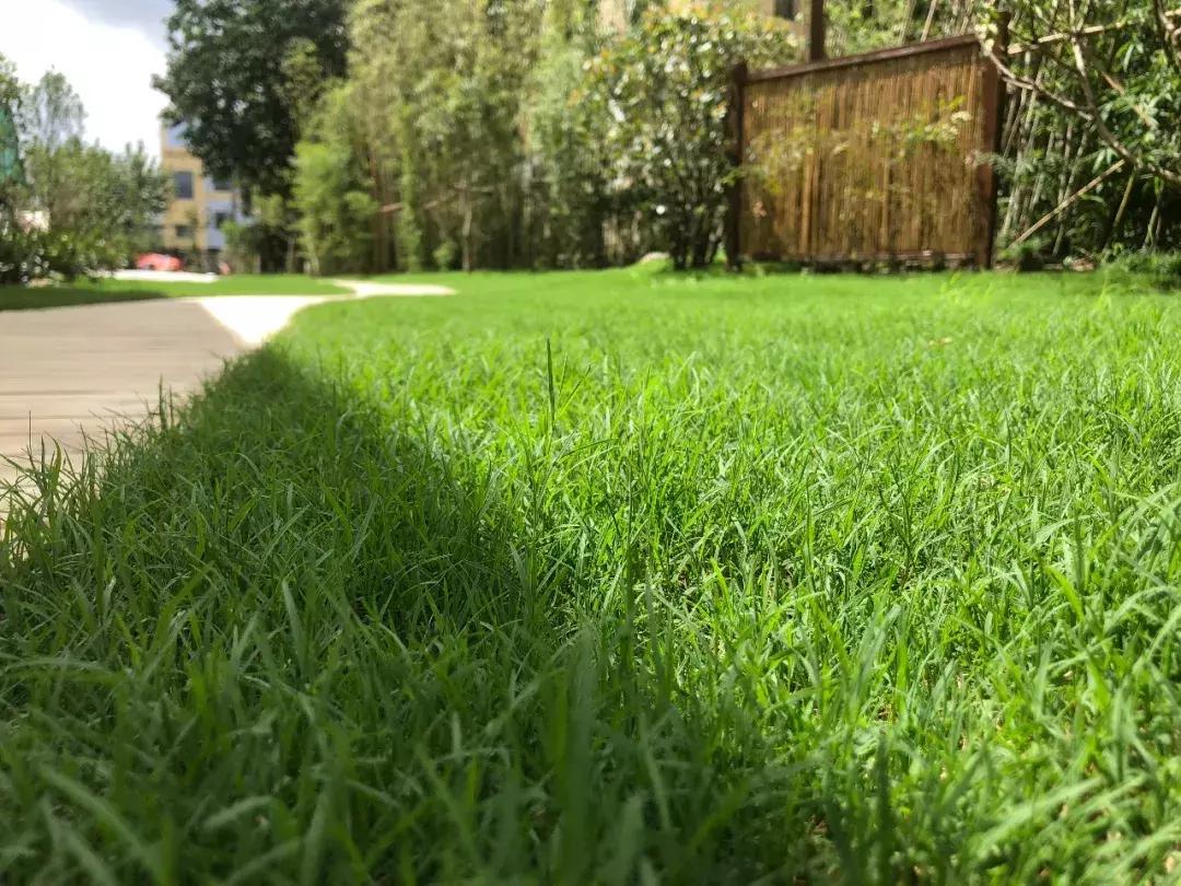 上海一休园艺中式庭院效果图,上海一休园艺设计公司