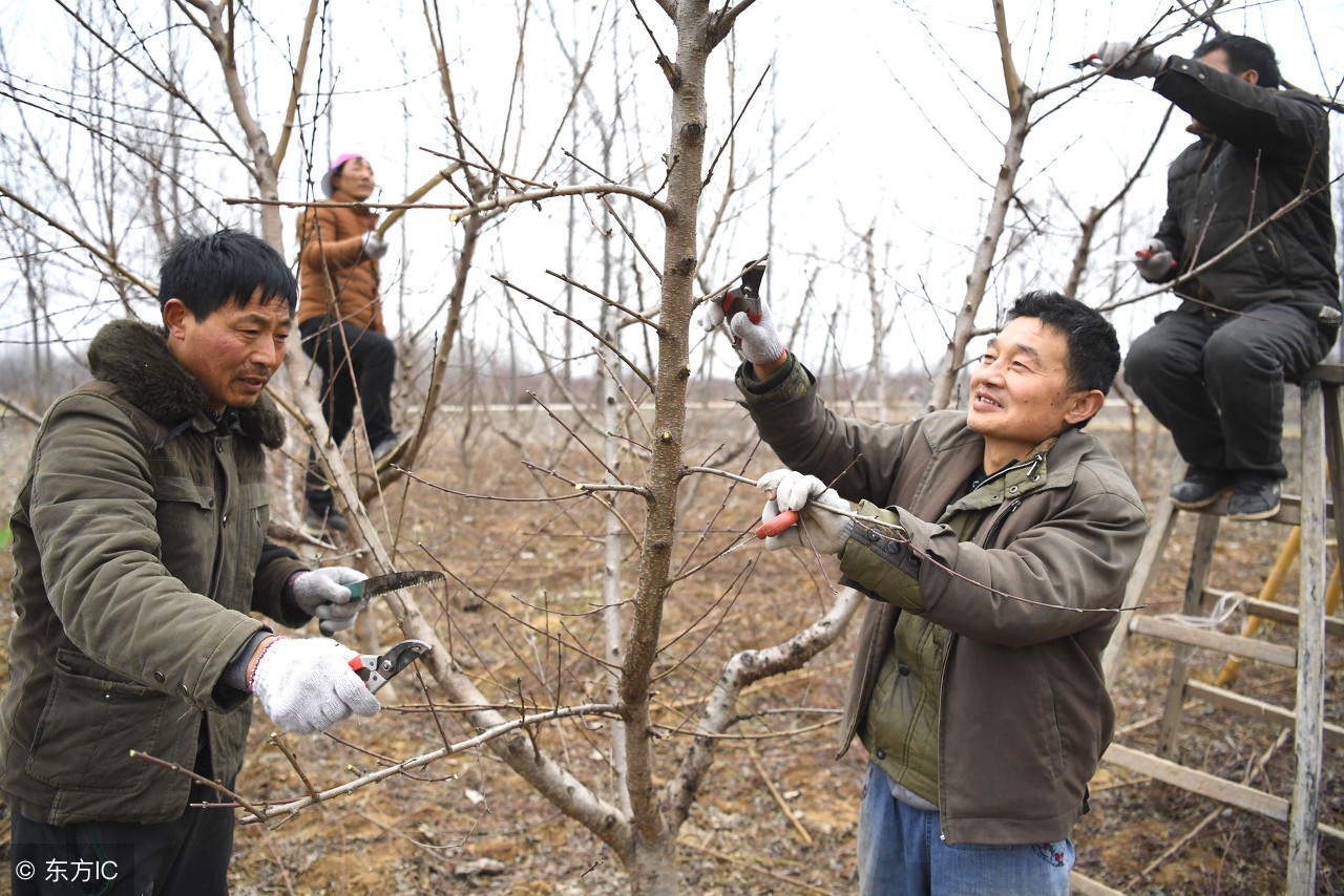 果树修剪常用手法和作用是什么,果树修剪常用技术有哪些