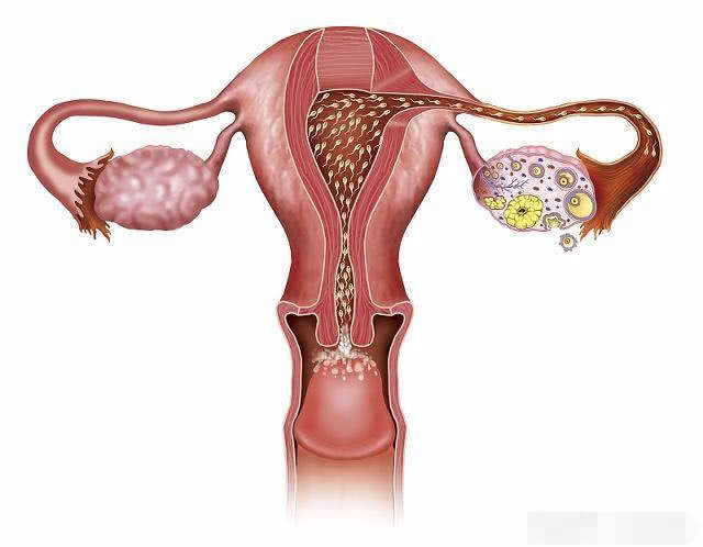 小蝌蚪进母体后没有成功着床,小蝌蚪进入母体会感觉到温度吗
