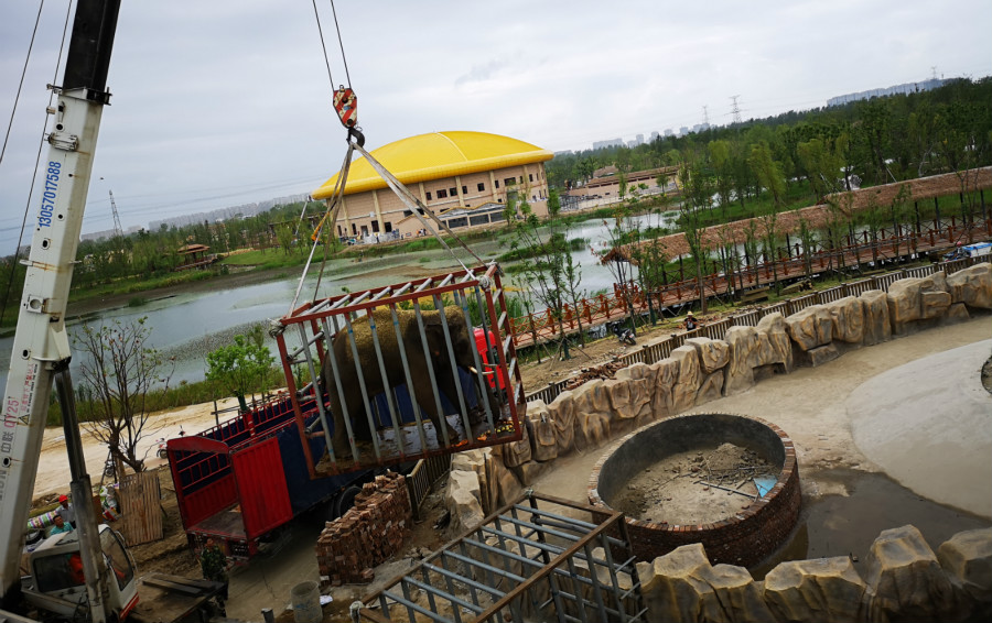 非洲象和亚洲象在上海野生动物园,南通森林野生动物园熊猫刚来南通