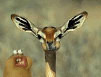 奶茶里的黄色透明果冻是什么,仙草冻和奶茶冻的区别