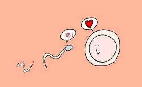 女人一个月排好几颗卵正常吗,女人一个月排几次卵