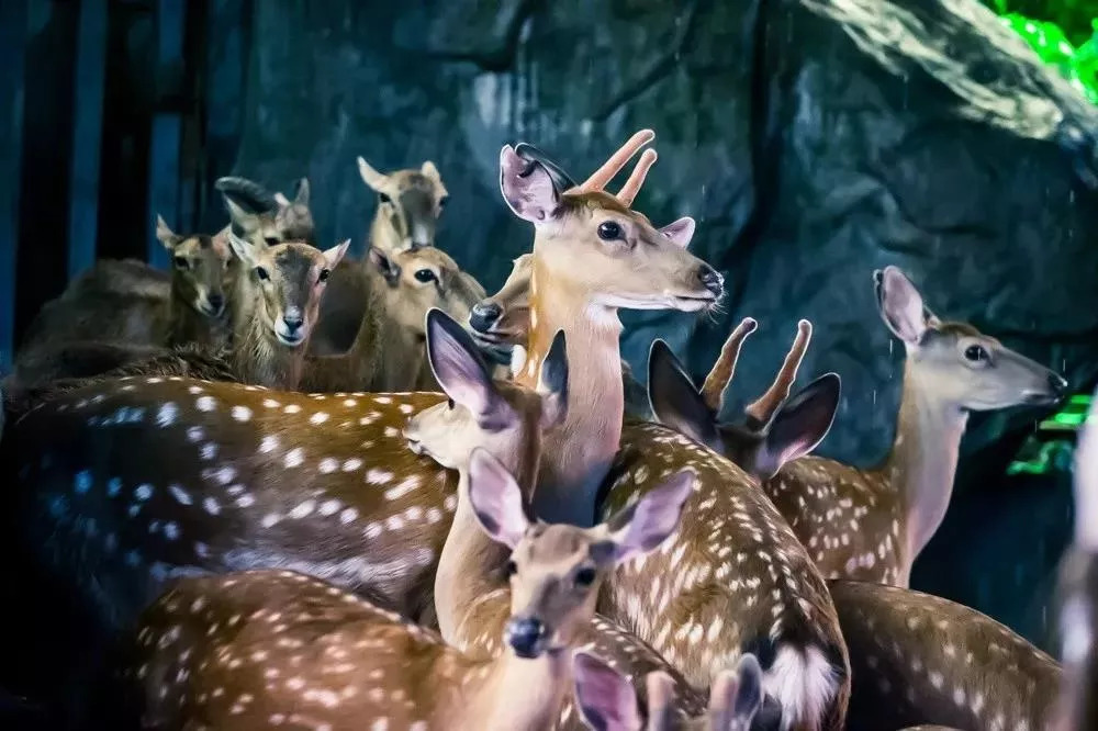 彭山景区免费政策,优待证去庐山景点全部免费吗