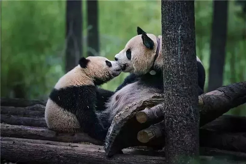 彭山景区免费政策,优待证去庐山景点全部免费吗