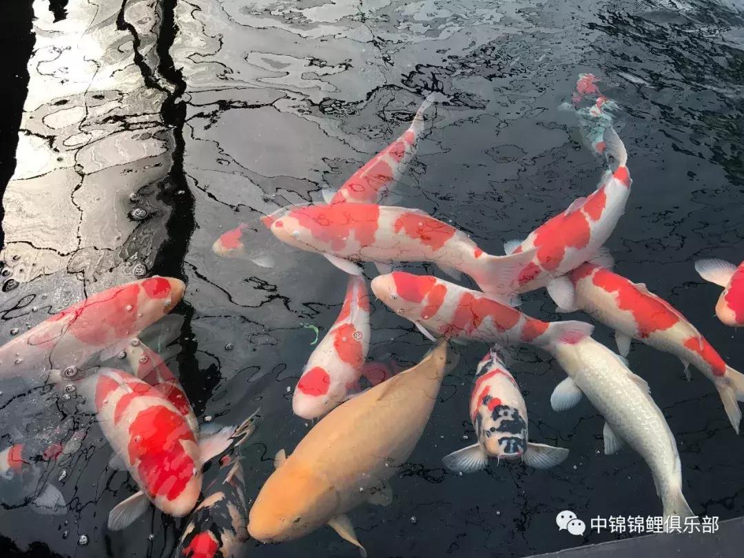 锦鲤喂食过量补救措施有哪些,锦鲤喂食过量补救措施图片